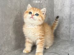 -小猫来了·猫舍(红山六九七九店)