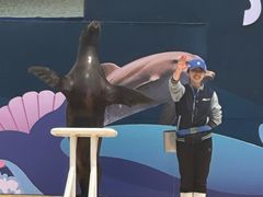 -秦皇岛乐岛海洋王国