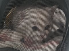 -关爱宠物医院·猫科中心·消化科(滨湖万达分院)