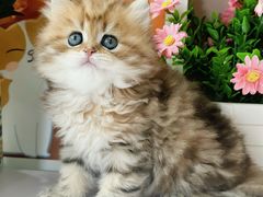 -小猫来了·猫舍(红山六九七九店)