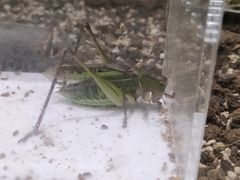 -上海昆虫博物馆