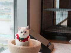 -深圳国际会展中心希尔顿酒店(前海华发冰雪世界店)