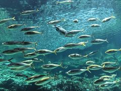 -西海国立公园九十九岛水族馆