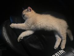 -小猫来了·猫舍(红山六九七九店)