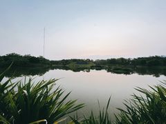 -福田红树林生态公园