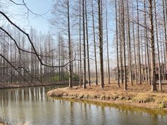 -黄海国家森林公园