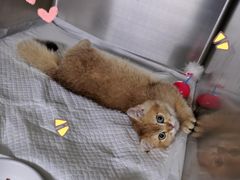 -纳吉亚猫专科动物医院·北北分院