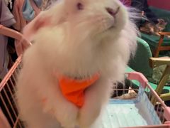 -猫色咖啡·猫咖