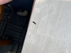 -四季美汤包(汉口里店)