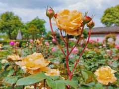 -金谷域澳洲庄园