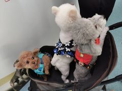 -北京赛佳动物医院