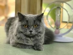 -猫和宫(六道口店)