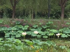 -东郊湿地公园