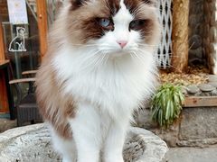 -喵屿·大理花园猫咖