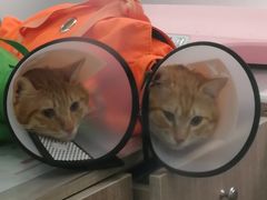 -荔康动物医院(康王北路店)