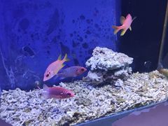 -沙沙哗啦海洋馆(华宇百花谷店)