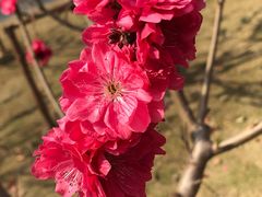 -上海市龙华烈士陵园