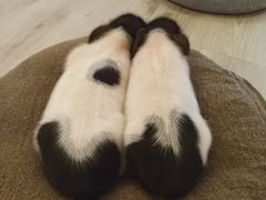 -浣熊柯尔鸭土拨鼠·电玩咖