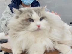 -翊宠yipet猫狗购宠庄园犬舍•猫舍