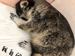 -浣熊柯尔鸭土拨鼠·电玩咖