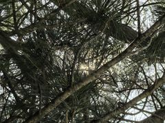 -尚庄度假村·庭台树下·户外烧烤·团建CS·轰趴营地(上庄水库店)