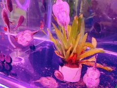 -双季花艺园艺市场(浦东店)