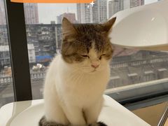 -怪兽屋·羊驼·猫咖·狗咖(俊华广场店)