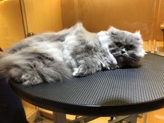 -Pets First伊珊娜洗护·精致美容·家庭式寄养(新会路店)