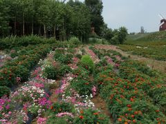 -北纬44度·金珠花海休闲农业旅游景区