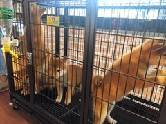-柴犬高等学院·狗咖·柴犬售卖·宠物训练