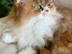 -爱诺耐芙动物医院(万博店)