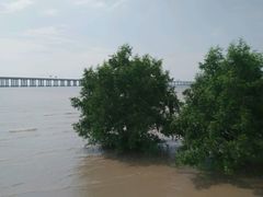 海中树-宝安西湾红树林湿地公园