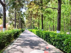 -合肥滨湖国家森林公园