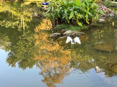 -深圳仙湖植物园