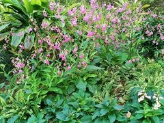 -东莞植物园