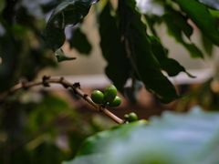 -豆舞咖啡(民乐路店)