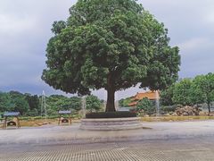 -广东圆玄道观