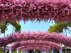 -南汇桃花村