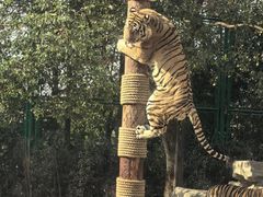 -上海野生动物园老虎餐厅