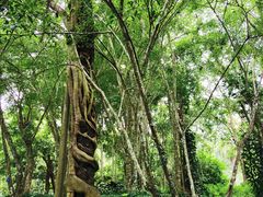 -中国科学院西双版纳热带植物园