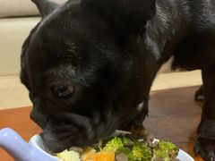 -帕帕拉兹宠物(亚洲旗舰店)