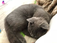 -伟伟宠物医院·CT影像中心·瑞派犬猫综合性门诊(汉口总院)