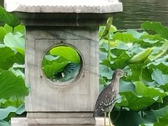 -团结湖公园