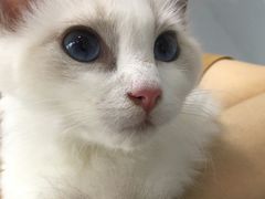 -喵的天空名猫咖啡馆·撸猫·猫舍·用品