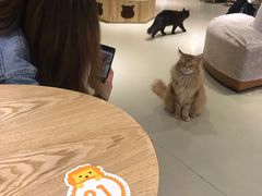 用餐区-藏猫猫咖啡主题馆(中央大道店)