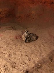 -酷嗒动物文化乐园(cutezoo西溪乐天城店)