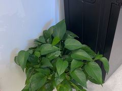 -招商银行(上海浦江镇支行)