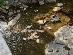 -石台牯牛降景区