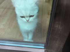 -momokira米努特·德文卷毛猫·棉花面纱犬