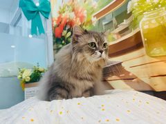 -爱洗澡的猫(望京店)